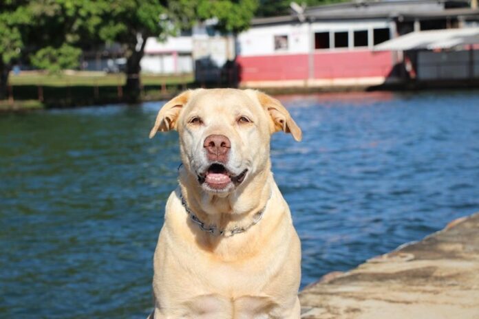 morre-thor,-labrador-heroi-das-buscas-em-brumadinho,-aos-12-anos