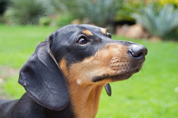 parque-em-budapeste-reune-500-cachorros-da-raca-dachshunds-para-quebrar-recorde