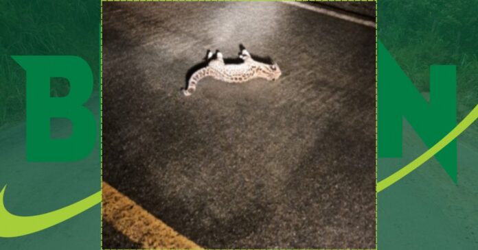jaguatirica-morre-atropelada-na-br-420-no-vale-do-jiquirica