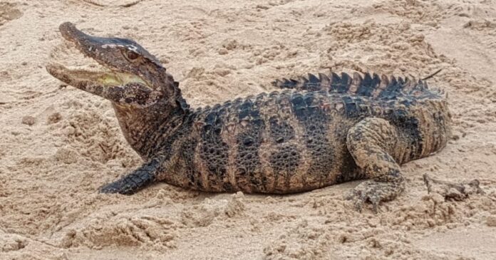 jacare-e-resgatado-por-policiais-militares-na-praia-de-patamares