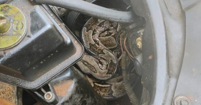serpente-e-resgatada-de-motor-de-carro-por-policiais-da-coppa-em-arembepe