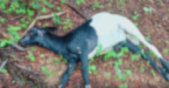 caes-invadem-propriedade-e-deixa-sete-animais-mortos-em-quixabeira