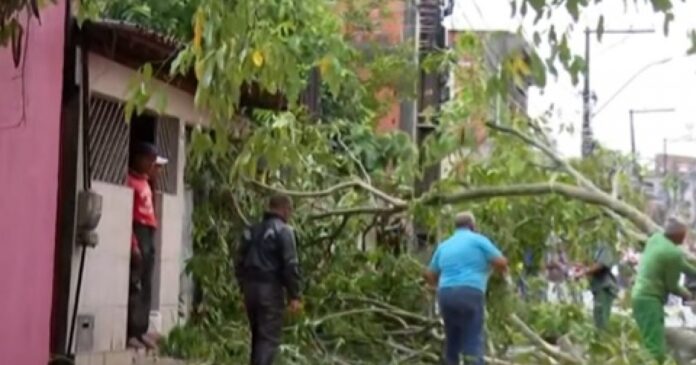 arvore-cai-apos-chuva-e-deixa-isolados-moradores-de-avenida-em-simoes-filho