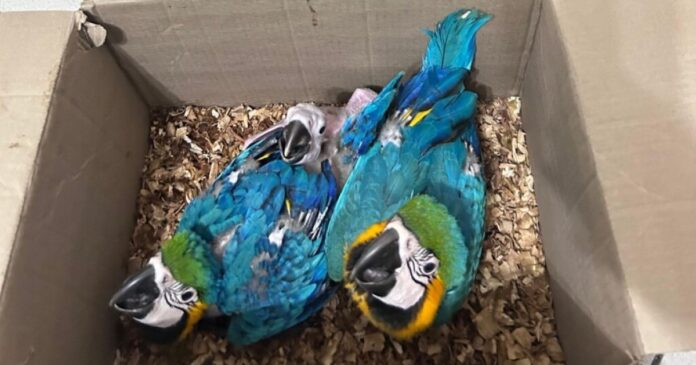 homem-e-preso-por-transporte-ilegal-de-animais-silvestres-em-feira-de-santana