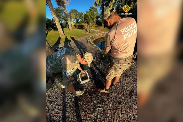 com-5kg-de-camarao,-homem-e-preso-por-pesca-predatoria-no-lago-paranoa