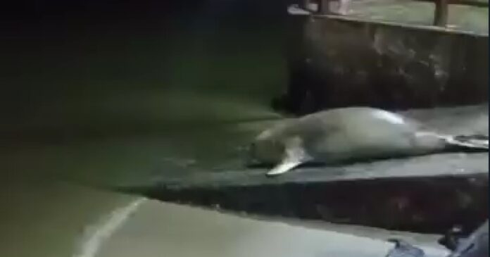 turista-inesperado:-elefante-marinho-e-visto-em-nova-regiao-da-bahia