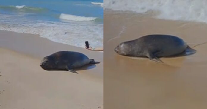 video:-suposto-leao-marinho-e-visto-no-litoral-sul-de-porto-seguro