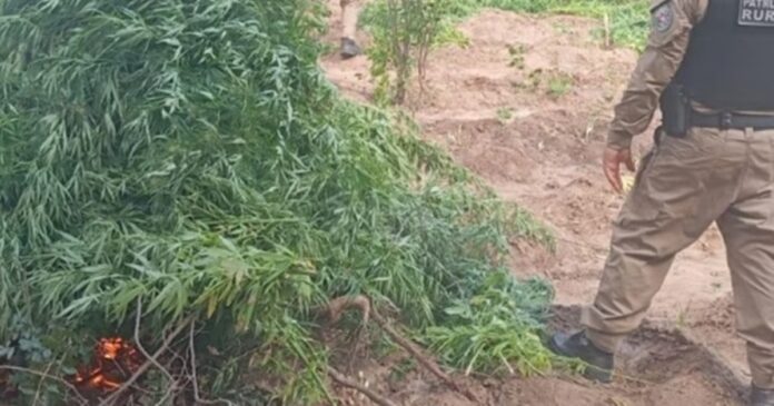 pm-erradica-quase-10-mil-pes-de-maconha-em-plantacao-clandestina-no-sertao-da-paraiba