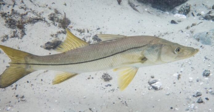 defeso-do-robalo-comeca-na-bahia-e-proibe-pesca-de-especies-ate-final-de-julho