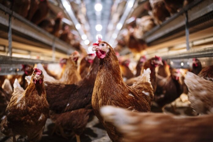 gripe-aviaria-derruba-acoes-do-agro.-com-fusao,-marfrig-e-excecao