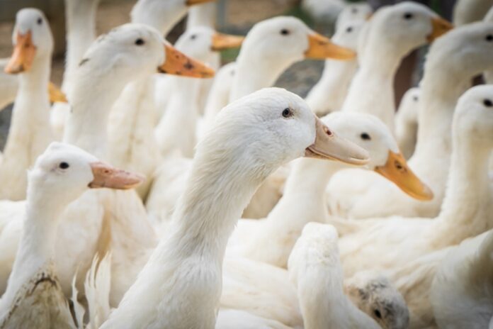 gripe-aviaria-matou-38-cisnes-e-patos-em-zoologico-do-rs