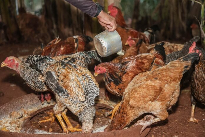 gripe-aviaria:-mexico-suspende-importacao-de-produtos-avicolas-do-brasil