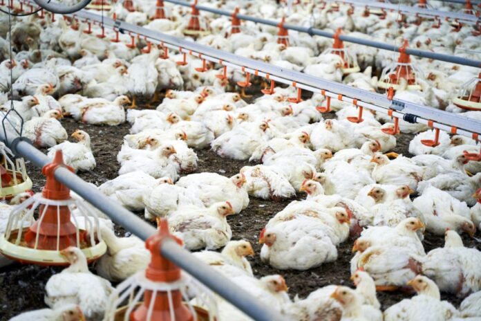 ministerio-da-agricultura-investiga-novas-suspeitas-de-gripe-aviaria