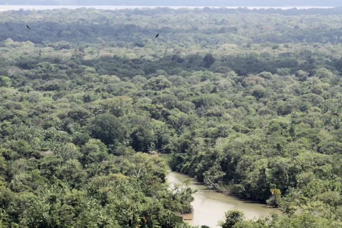 editorial-–-a-natureza-resiste