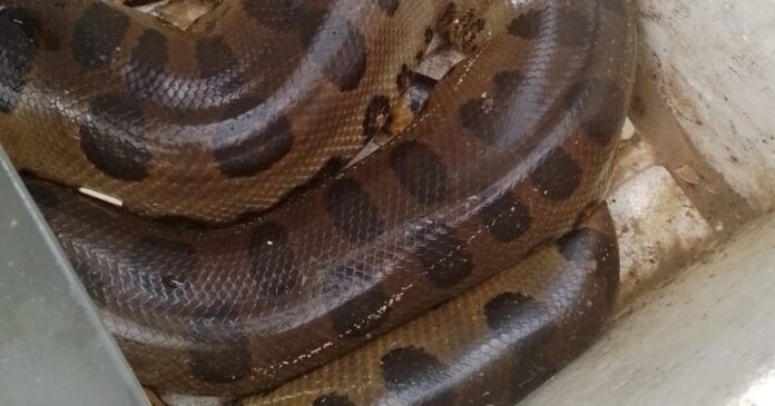 sucuri-e-flagrada-em-paia-do-extremo-sul-baiano;-cobra-foi-resgatada-por-morador