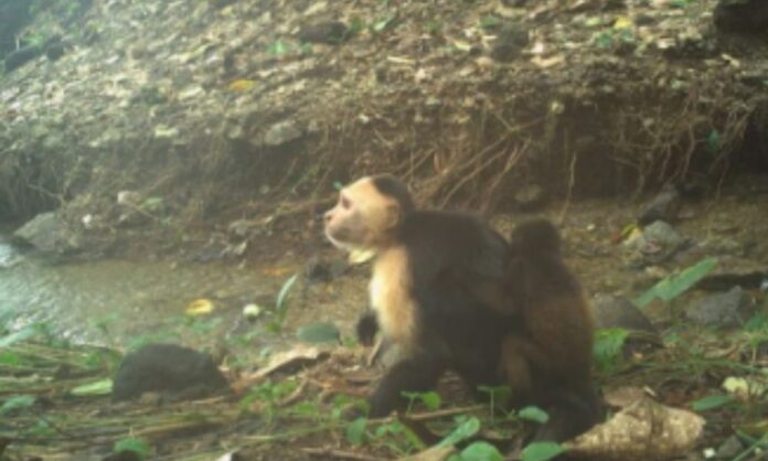 macacos-prego-sequestram-filhotes-de-bugio-no-panama-e-intrigam-cientistas 