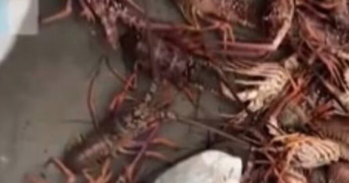 policia-apreende-450-kg-de-lagosta-pescados-de-forma-ilegal-no-sul-baiano
