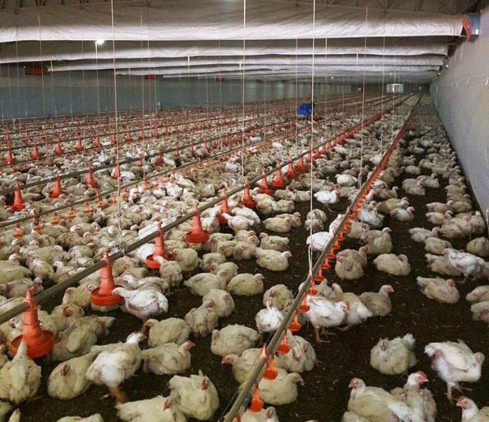 bahia-aciona-alerta-sanitario-e-reforca-barreiras-contra-gripe-aviaria,-mesmo-sem-casos-no-estado