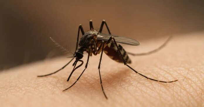 feira-de-santana-registra-primeira-morte-por-dengue-em-2025