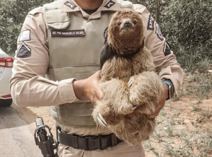 bicho-preguica-e-resgatado-no-meio-da-estrada-em-imbassai