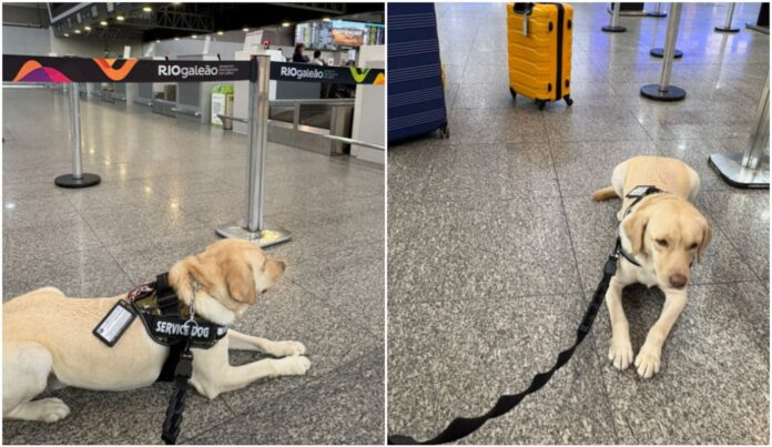 voo-internacional-e-cancelado-apos-empresa-nao-cumprir-liminar-para-transportar-cachorro