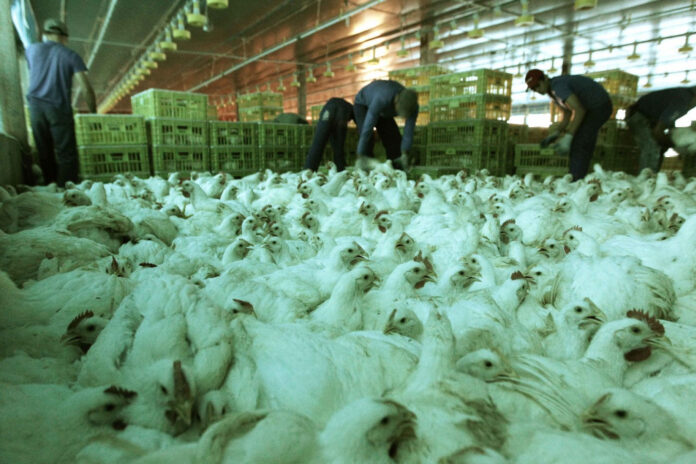 suspensao-de-exportacoes-de-frango-deve-aliviar-ipca-em-ate-0,10-pp,-aponta-analistas 