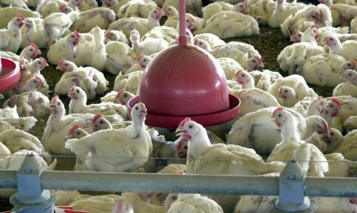 gripe-aviaria:-camara-acelera-votacao-para-subsidio-a-produtor-rural