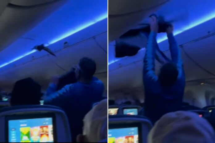 video:-pombos-invadem-voo-nos-eua,-causam-confusao-e-atrasam-decolagem