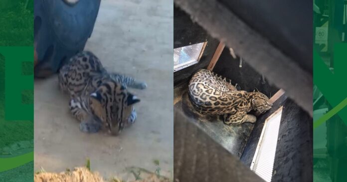 video:-jaguatirica-e-resgatada-em-santa-ines-apos-suspeita-de-atropelamento