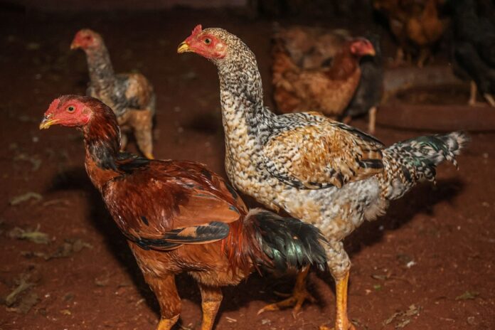 coreia-do-sul-pode-aliviar-restricoes-a-importacao-de-frango-brasileiro