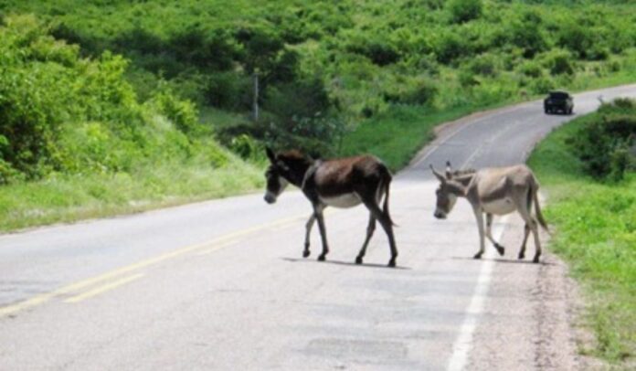 mp-ba-recomenda-apreensao-de-animais-soltos-na-rodovia-ba-120