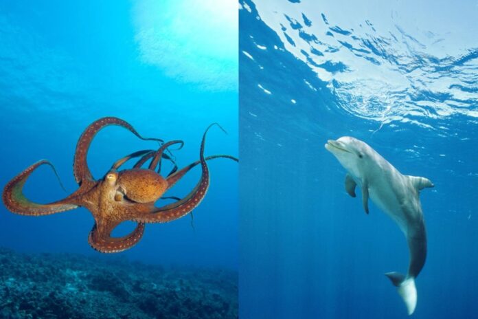 polvo-ou-golfinho:-e-possivel-definir-qual-animal-e-mais-inteligente?