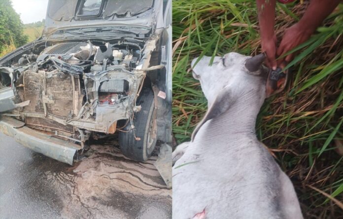 mais-um-acidente-na-br-418-em-caravelas:-dois-bois-morrem-apos-colisao-com-veiculo-de-delegado
