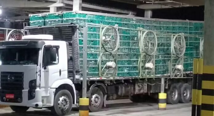 prf-apreende-na-bahia-caminhao-que-transportava-2-mil-frangos-vivos-de-forma-ilegal