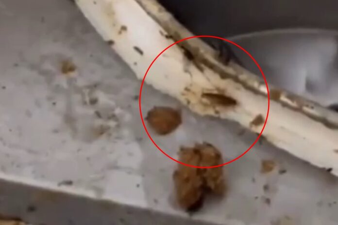 barata-e-mosca:-sirios-faziam-salgados-em-fabrica-ilegal-no-rj