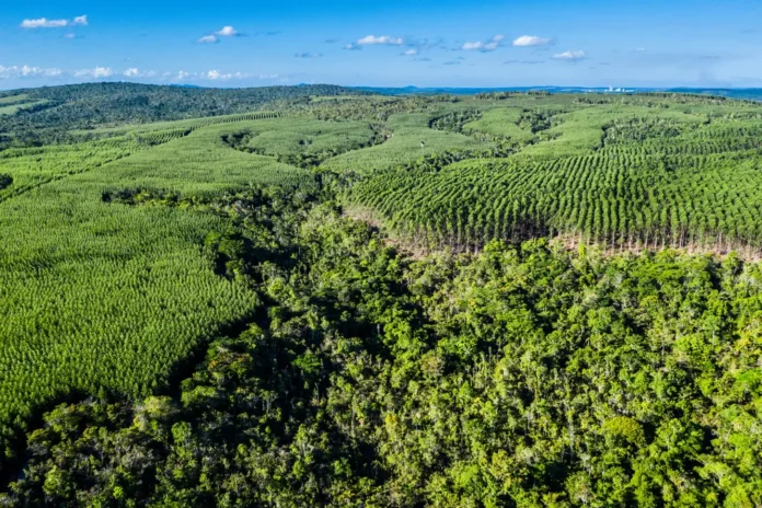 bahia-transforma-floresta-em-ativo-e-entra-no-mapa-global-do-carbono