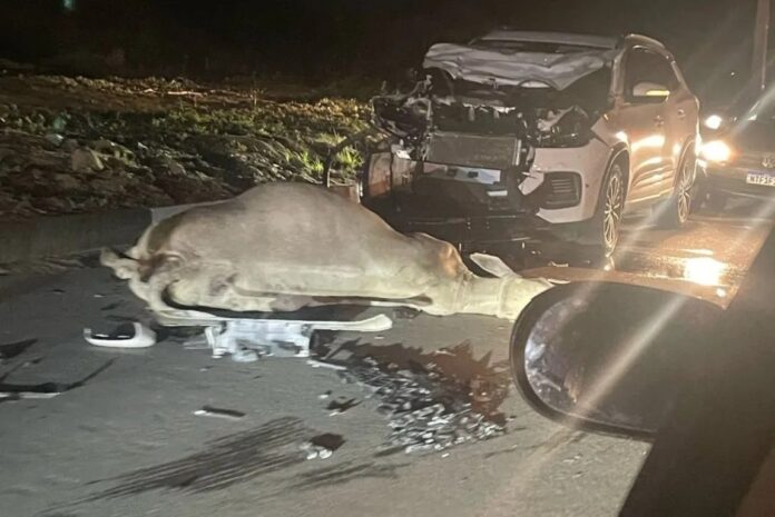 carro-colide-com-boi-em-avenida-de-feira-de-santana;-moradores-relatam-riscos-frequentes