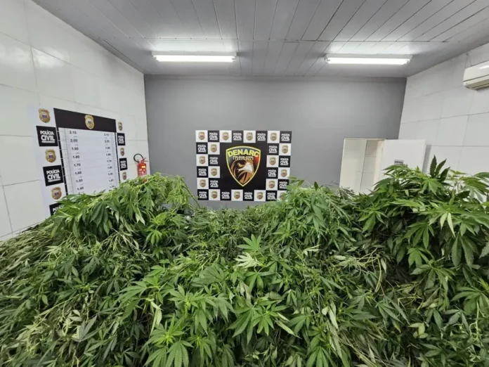 pra-vida-toda?-homem-e-preso-com-plantacao-de-maconha-para-100-anos-de-uso