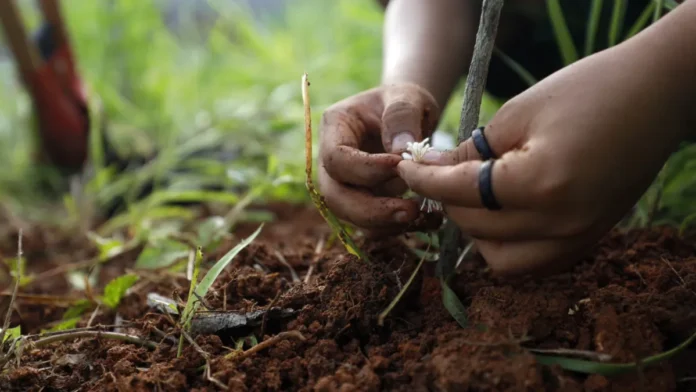 agricultura-familiar-ganha-destaque-na-bahia-farm-show-2025