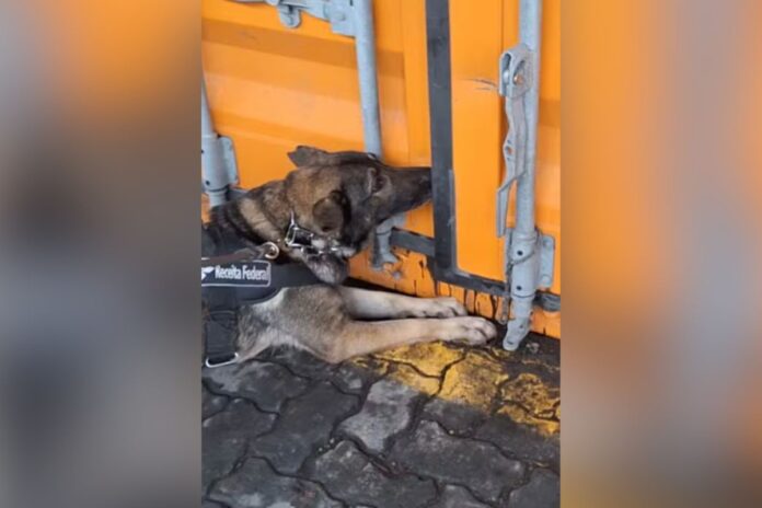 receita-faz-a-maior-apreensao-de-cocaina-em-4-anos-no-porto-de-santos