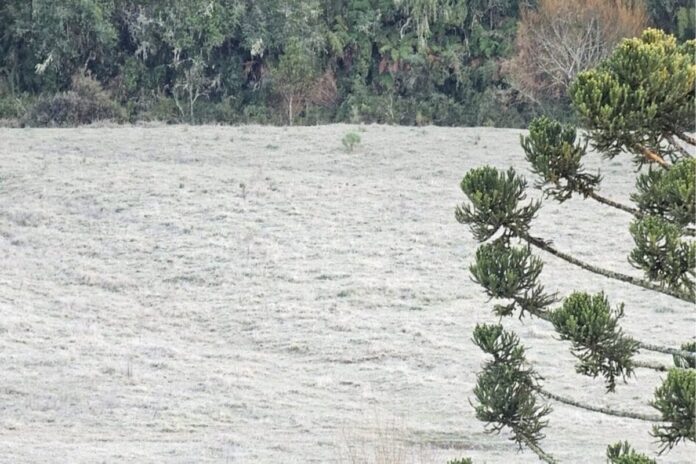 sc-tem-temperaturas-“congelantes”-e-chance-de-geada-ampla-nesta-quinta
