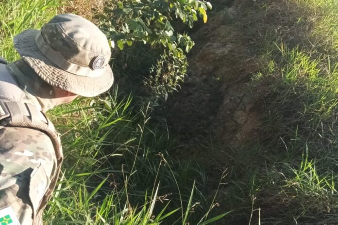 nova-movimentacao-de-oncas-assusta-moradores-do-lago-norte.-veja-video