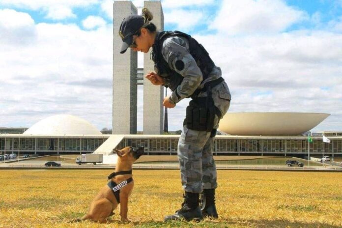 pmdf-abre-selecao-para-adestramento-gratuito-de-caes.-veja-detalhes