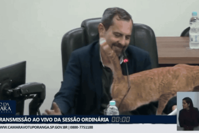 gato-mascote-da-camara-de-votuporanga-interrompe-presidente-em-sessao