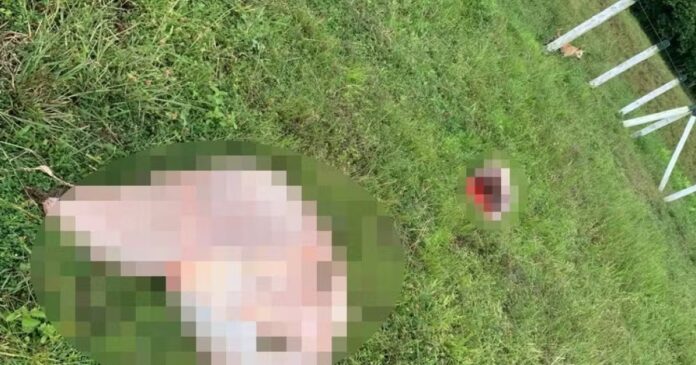 bois-sao-mortos-e-carne-e-furtada-apos-invasao-em-fazenda-na-bahia