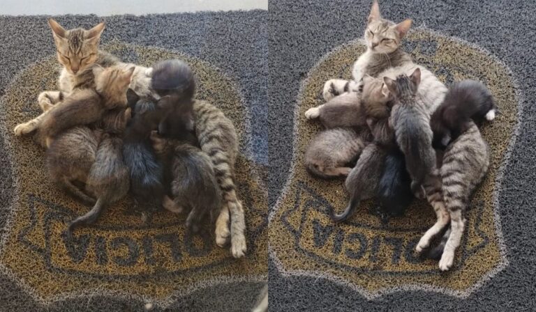 pc-ba-convida-a-comunidade-de-santo-antonio-de-jesus-a-adotar-filhotes-de-gato;-entenda