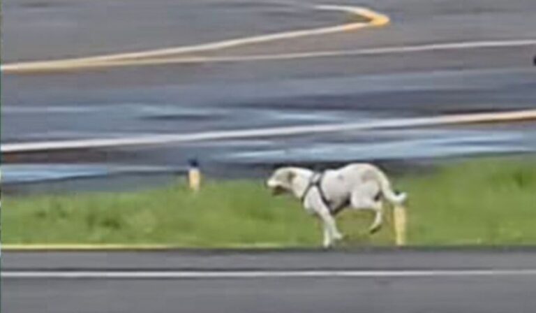 video:-cachorro-invade-pista-e-atrapalha-pouso-em-aeroporto-na-bahia