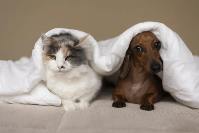 meus-pets-podem-pegar-dengue-ou-isso-e-coisa-de-humano?