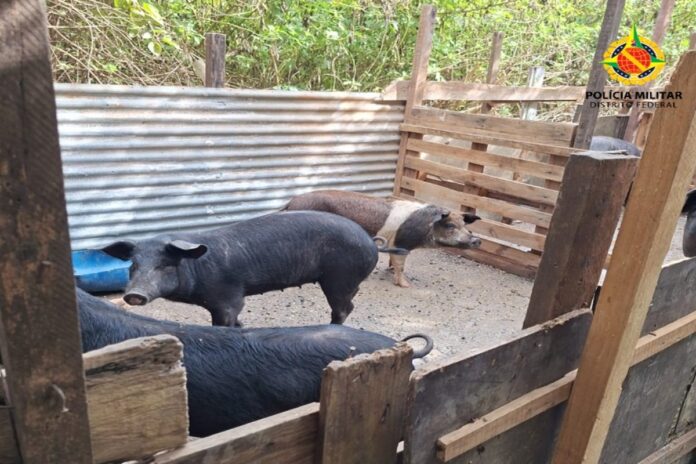video:-criadouro-clandestino-de-porcos-e-flagrado-as-margens-de-nascente-no-df