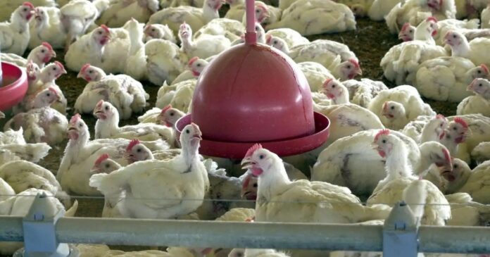 apos-controle-da-gripe-aviaria,-17-paises-voltam-a-importar-carne-de-frango-do-brasil